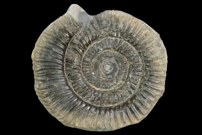 Ammonite (Dactylioceras) Fossil - England #127500
